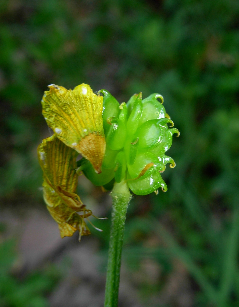 Ranunculus serpens subsp. nemorosus / Ranuncolo dei boschi